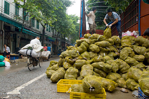 Mark_Leong_4 GUANGZHOU, CHINA. At Qingping Market, workers unload two truckloads of freshwater turtles for sale to restaurants. Qingping used to be massive wildlife wholesale center, but has slowly faded away following public health concerns with civet cats and other feral creatures during the SARS epidemic.