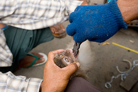 Mark_Leong_8 JAKARTA, INDONESIA. At the Jatinegara Bird and Pet Market, traders use pliers and a whetstone to clip and file the teeth of macaques to prevent them from biting so they can be sold as pets.