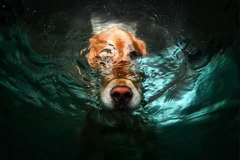 underwater dog photography underwater dog photography