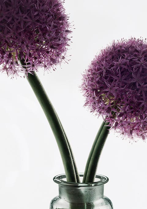 Peter Lippmann Peter Lippmann