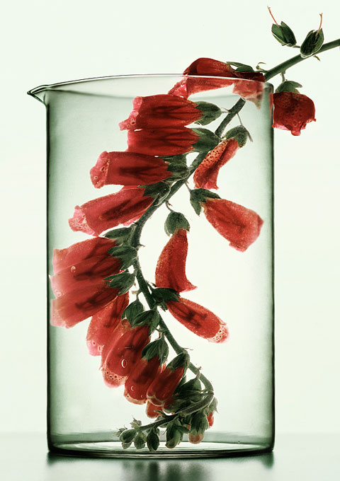 Peter Lippmann Peter Lippmann