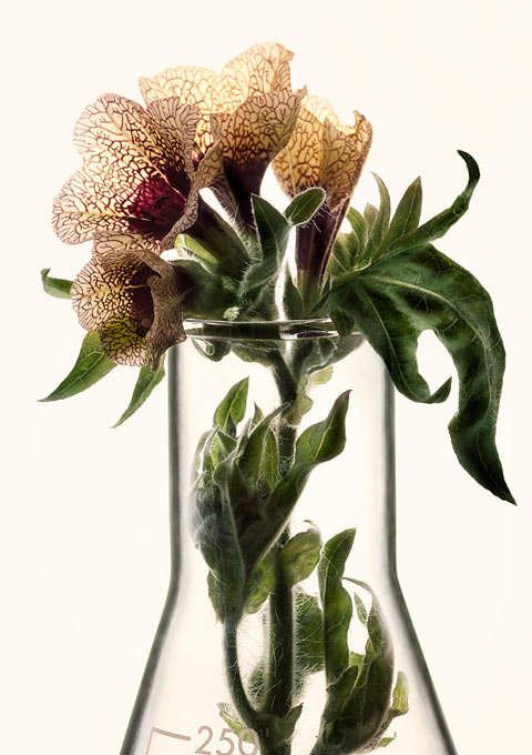 Peter Lippmann Peter Lippmann