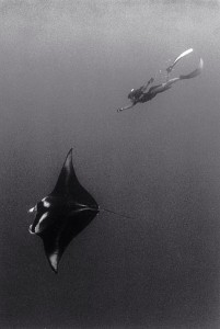 Wayne-Levin underwater photography
