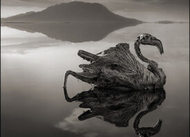 Nick Brandt