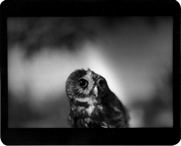 Giacomo Brunelli