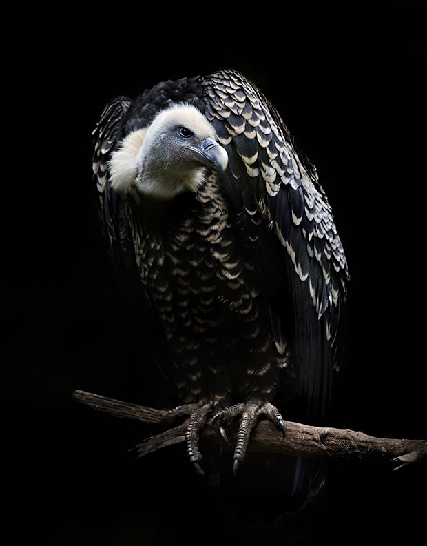 R ppell s griffon vulture the world s highest flying bird feature shoot