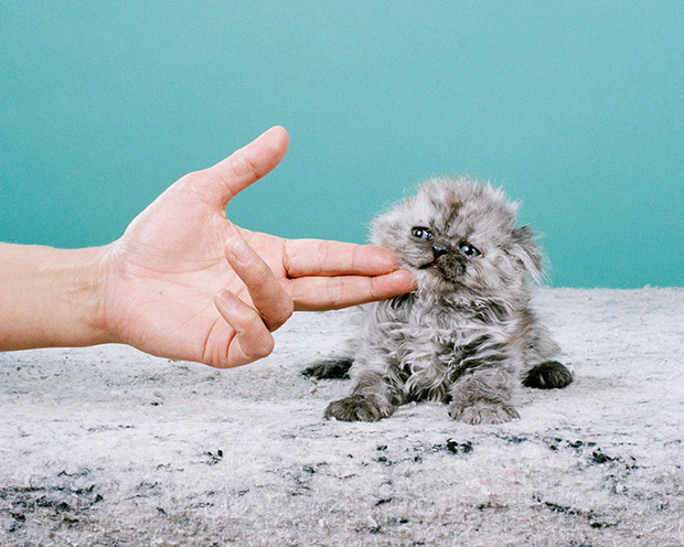 Jamie_Campbell_Saddest-Kitten-2012_001