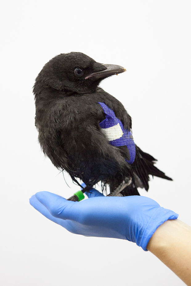 Touching Portraits of Injured Birds Photographed at a Wildlife Shelter