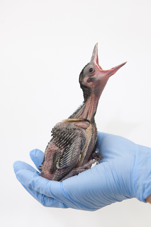 Touching Portraits of Injured Birds Photographed at a Wildlife Shelter Feature Shoot