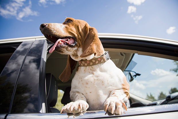 Dogs_In_Cars_148124