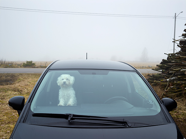 Dogs_In_Cars_204904