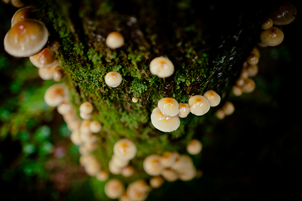 Mushrooms_176870