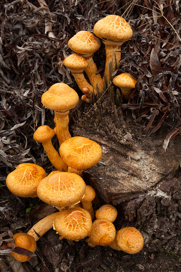 Mushrooms_188454