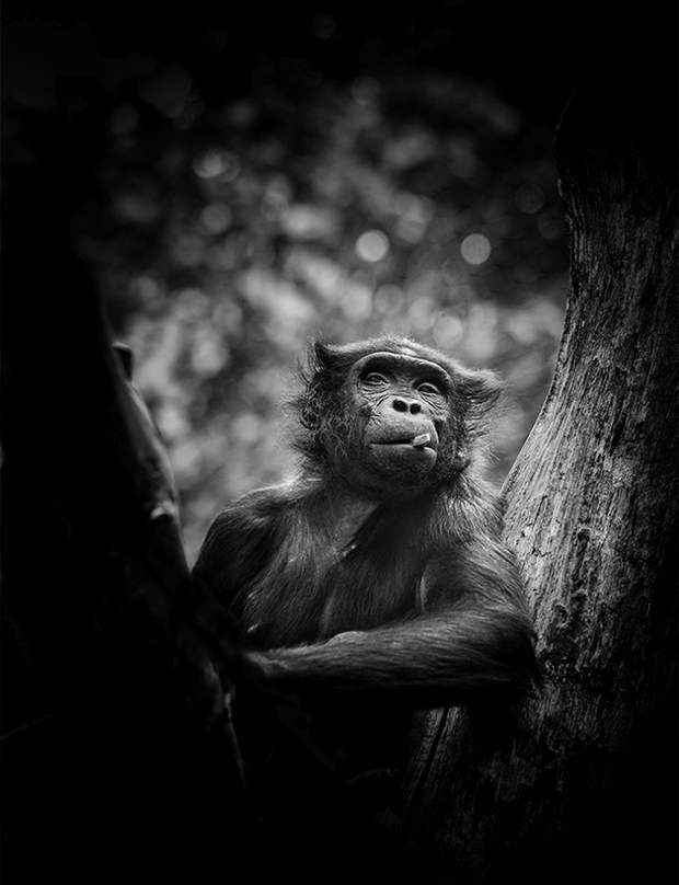 Portraits Capture The Humanity Of Primates Feature Shoot