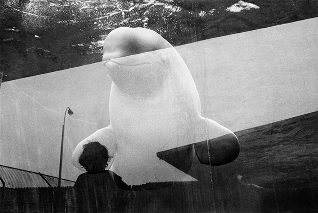 USA. Coney Island. The aquarium. Watching a beluga. 1987.