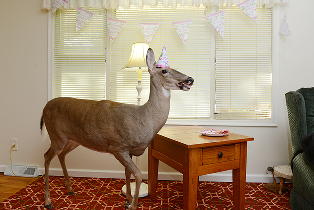 The Extraordinary Story of a Deer Named Lilly and Her Adoptive Human Family