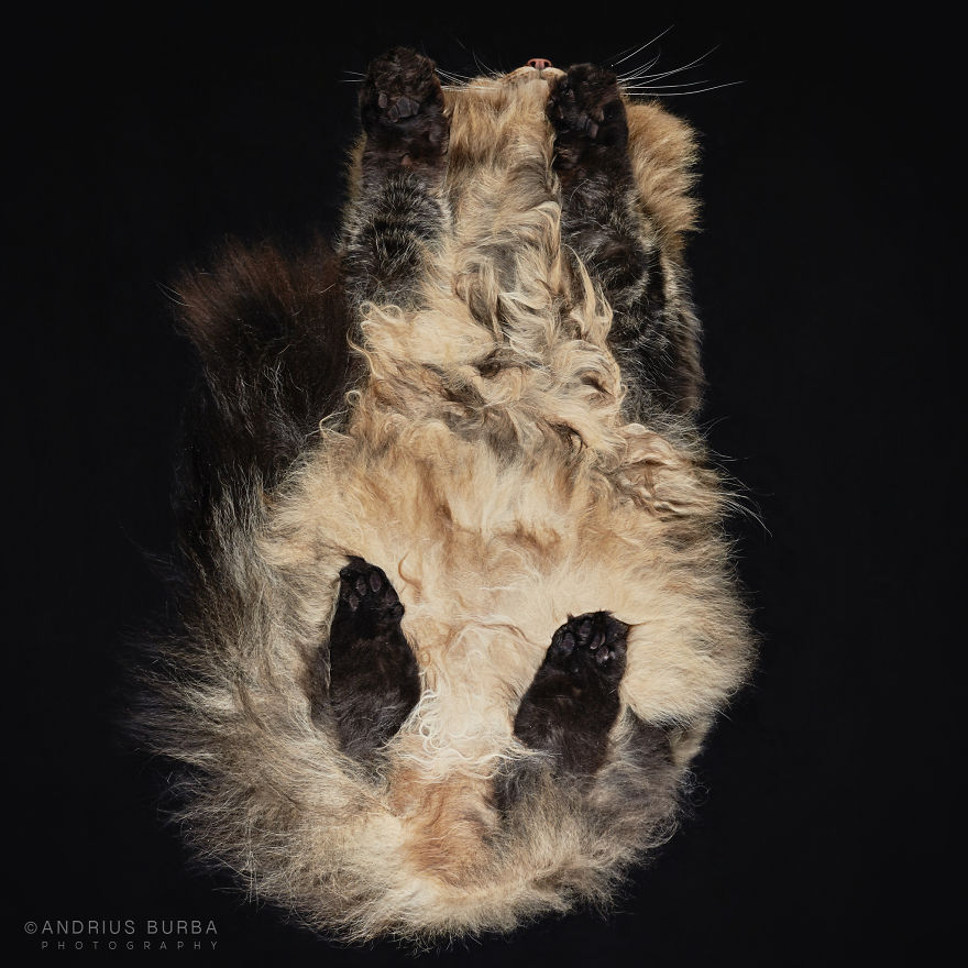 25-photos-of-cats-taken-from-underneath-16__880