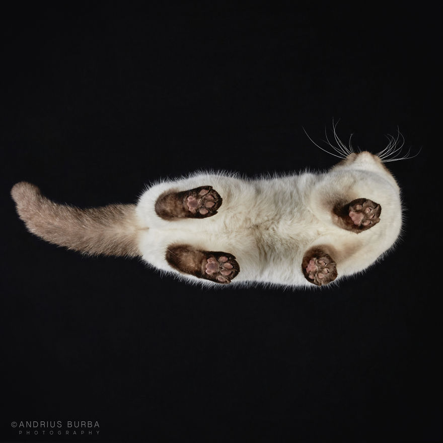 25-photos-of-cats-taken-from-underneath-4__880