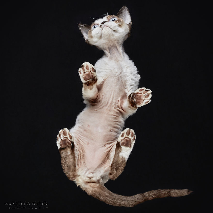 25-photos-of-cats-taken-from-underneath-8__880