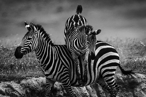 3218-Zebra jump, Tanzania 2007 © Laurent Baheux