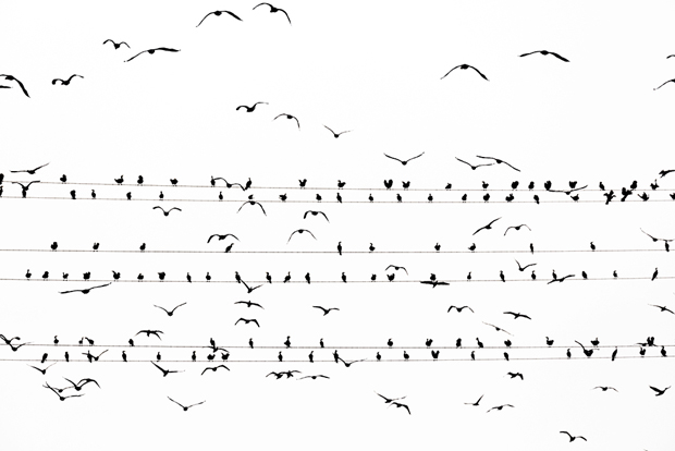Image result for yoshinori mizutani The birds