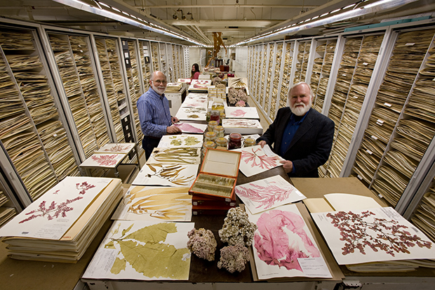 Botany Algae Collection, National Museum of Natural History