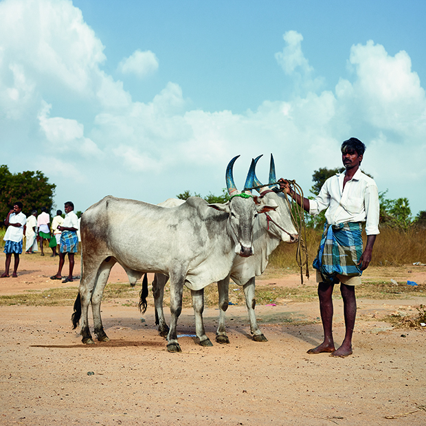 Cattle owner at the cattle market. Mallavadi, Tamil Nadu, India,
