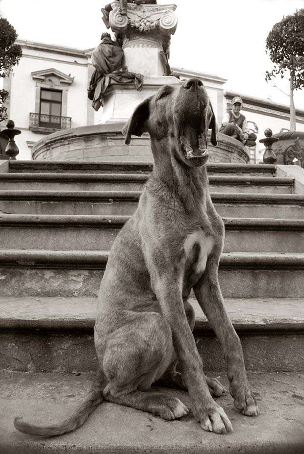 A puppy sits on the steps of a town monument in Mexico.
