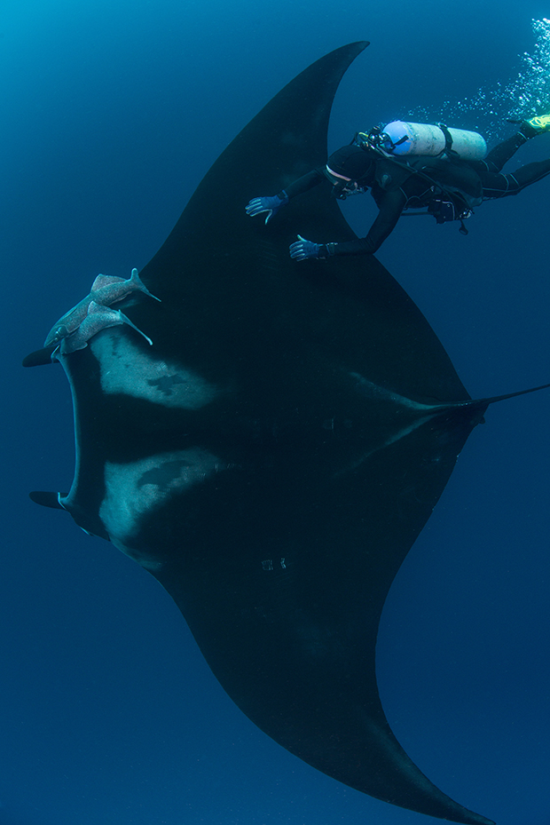 Underwater view of diver touching giant pacific manta ray, Revillagigedo Islands, Colima, Mexico
