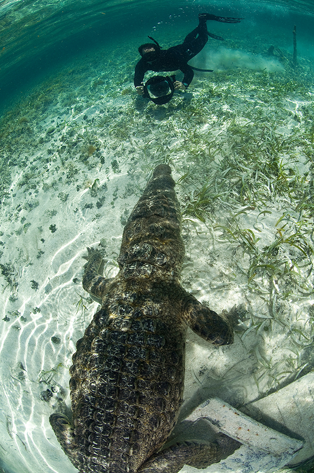 Diver approaching American crocodile (crocodylus acutus) in clear waters of Caribbean, Chinchorro Banks (Biosphere Reserve), Quintana Roo, Mexico