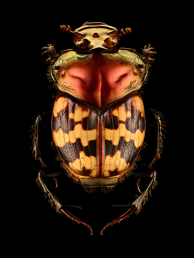 LEVON_BISS_Splendid-necked-Dung-Beetle