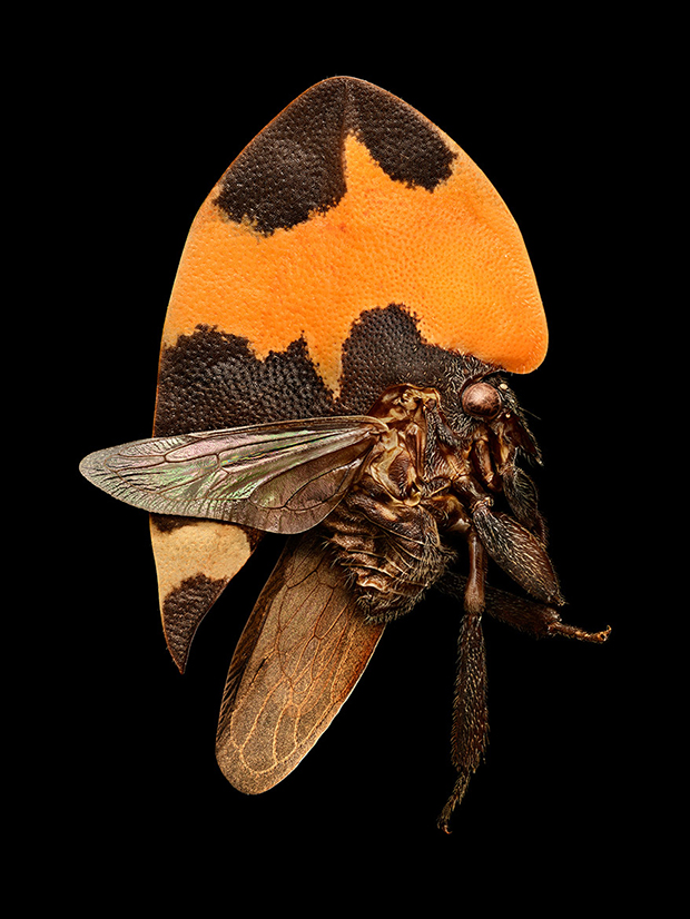 Pinned Treehopper Photographer Reveals the Intricate Beauty of the Insect World - Feature ...