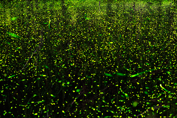 Fireflies_07-13-16_7783-7962_FingarRd_HH_GradientCrop_640pxForFS