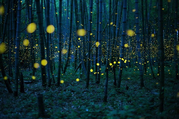Behold The Magic Of The Japanese Firefly Feature Shoot