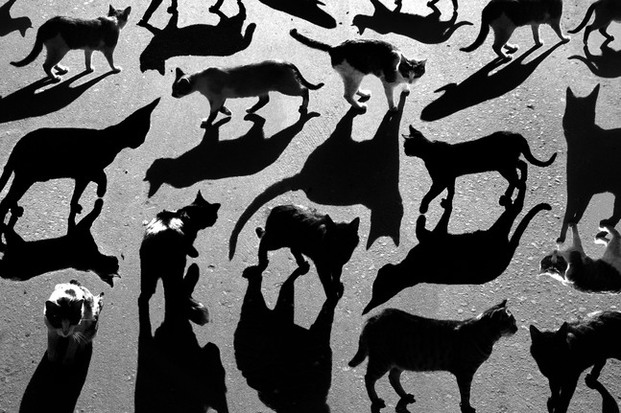 Bold Patterns Created by Animals and their Shadows - Feature Shoot