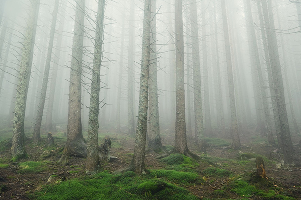 Fog over forest