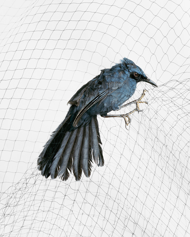 Blue Mockingbird (Melanotis caerulescens)