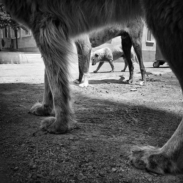 Heartbreak and Hope in the Lives of Turkey's Stray Dogs Feature Shoot