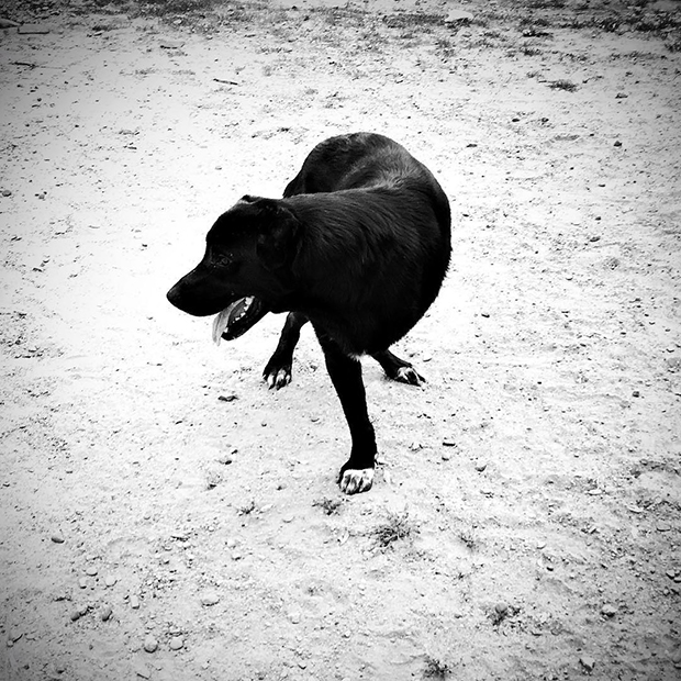 Heartbreak and Hope in the Lives of Turkey's Stray Dogs Feature Shoot