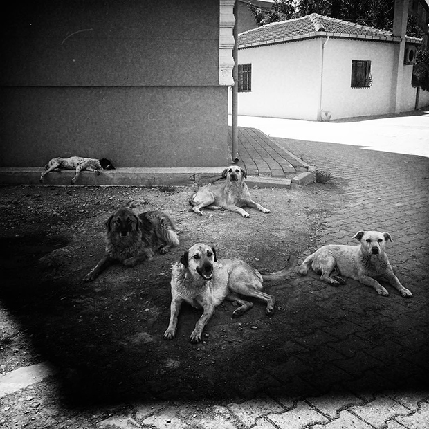 Heartbreak and Hope in the Lives of Turkey's Stray Dogs Feature Shoot