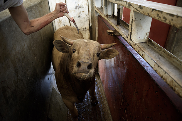 The Horrific Brutality of the Meat Industry, in Photos - Feature Shoot