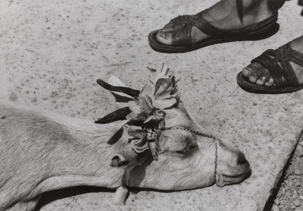 A Portrait of Mexico Through the Eyes of Graciela Iturbide