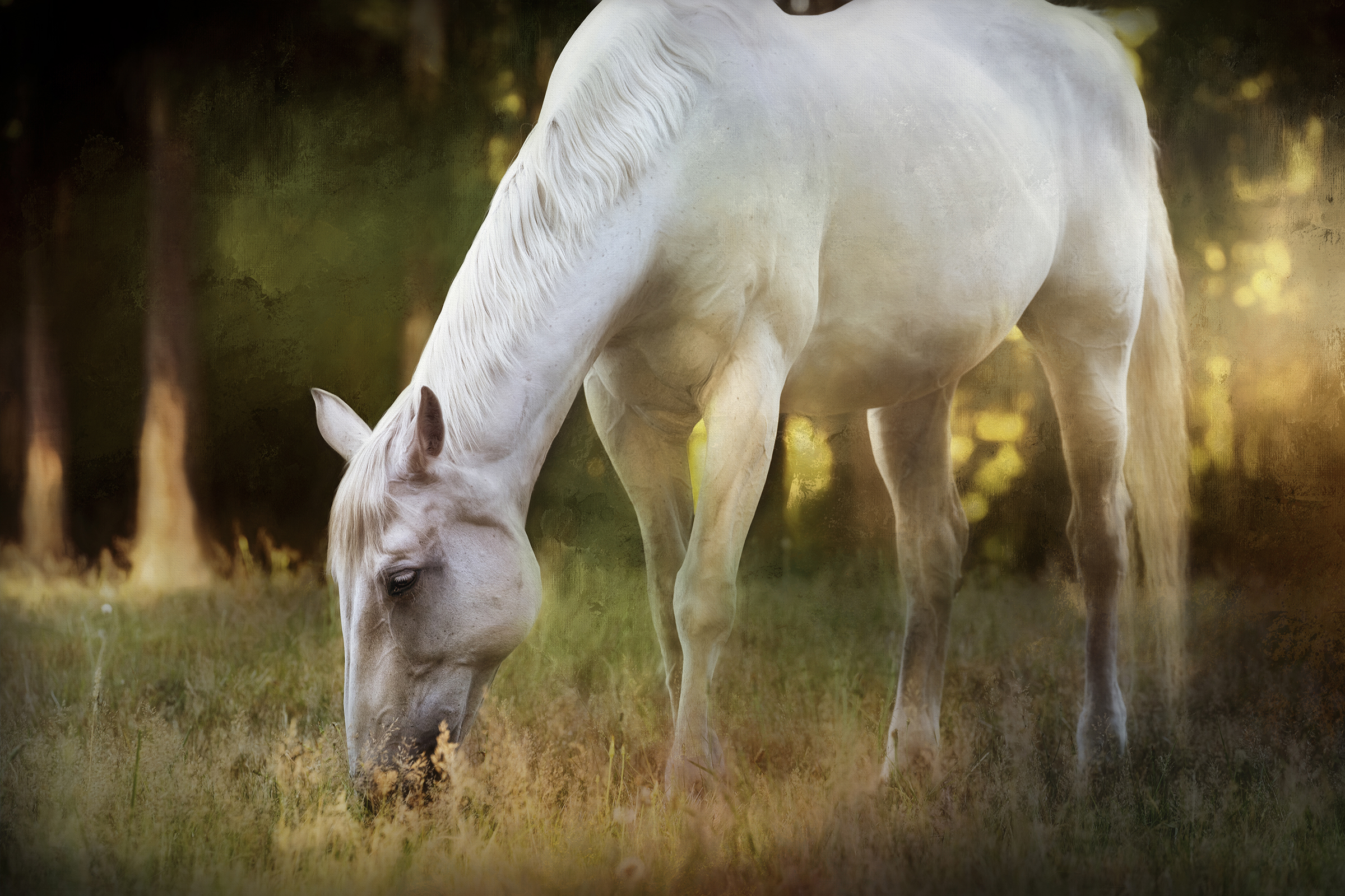 The Hope and Resilience of Animals, in Photos Feature Shoot