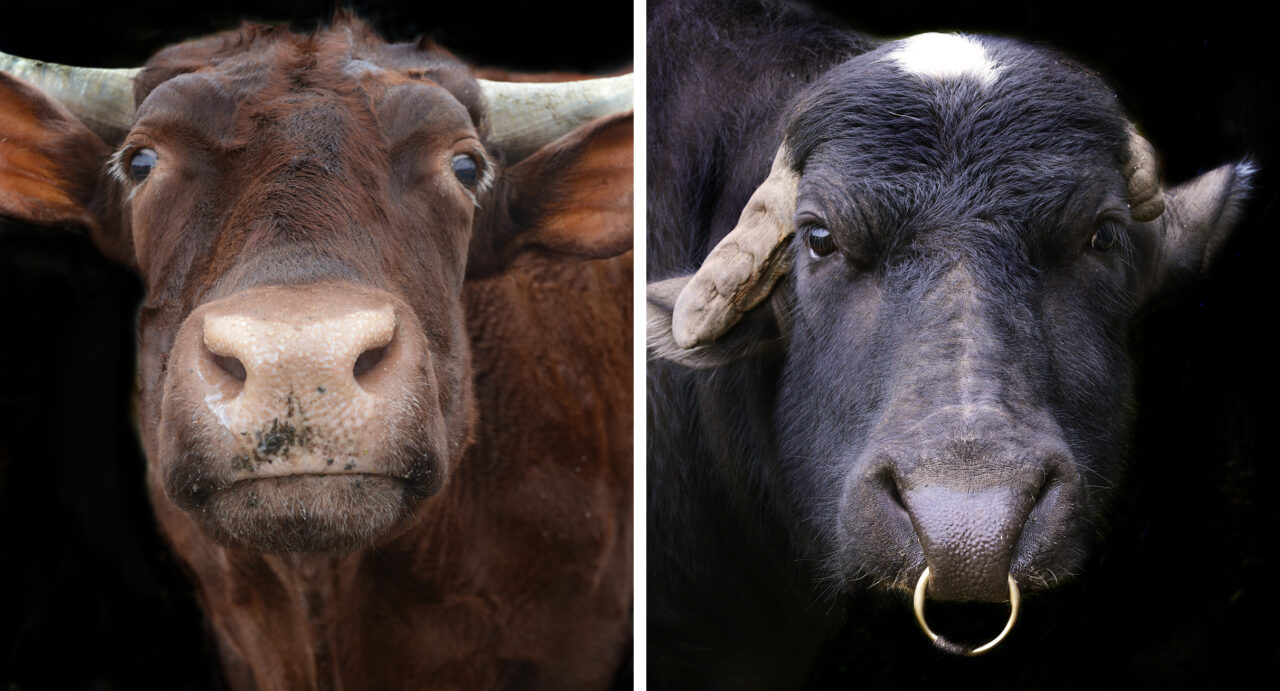 Rescued Farm Animals Up Close and Personal