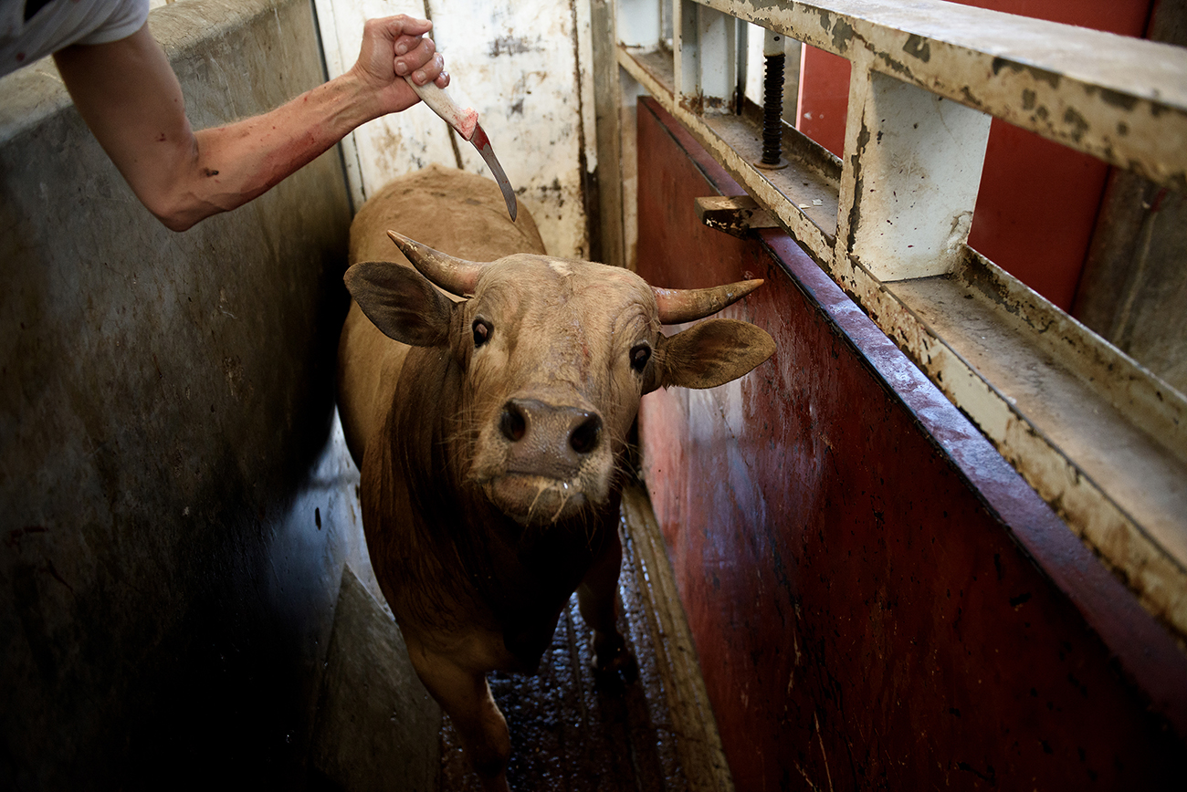 Searing Photos from the Frontlines of the Hidden War on Animals