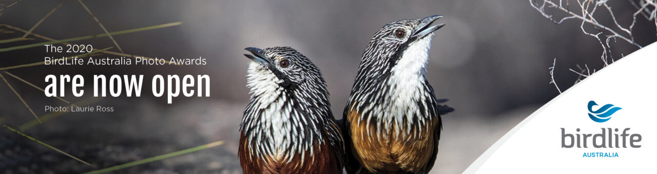 The BirdLife Australia Photography Awards Celebrates Conservation