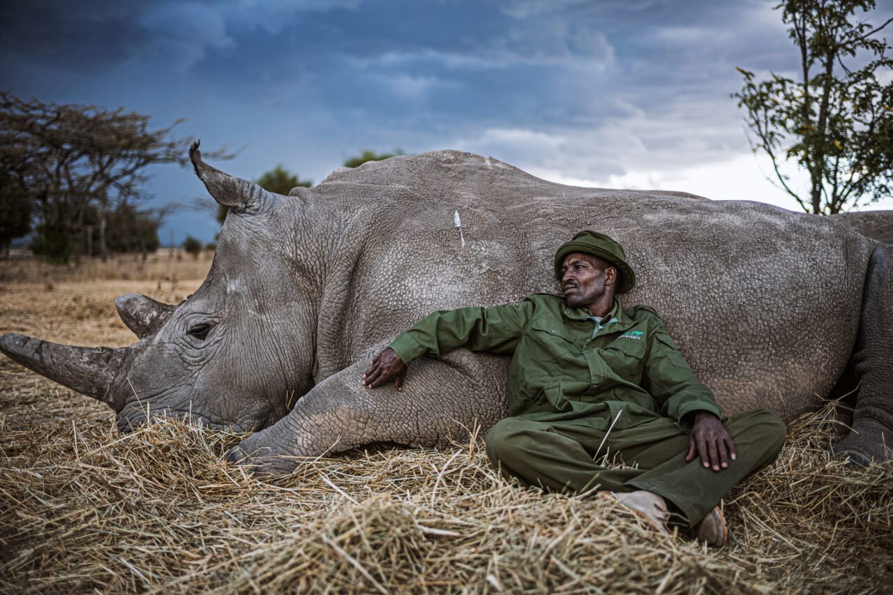 Northern white rhino