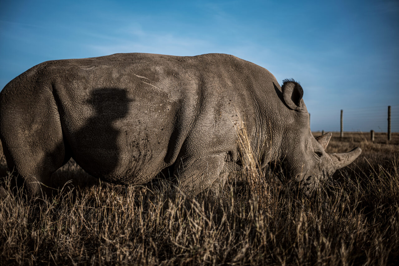 Photos Of The Last Northern White Rhinos On The Planet Feature Shoot Photos Of The Last Northern White Rhinos On The Planet Feature Shoot