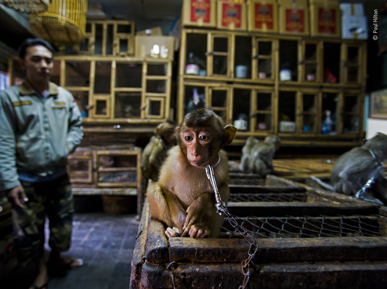 Unflinching Photojournalism from Wildlife Photographer of the Year 2020
