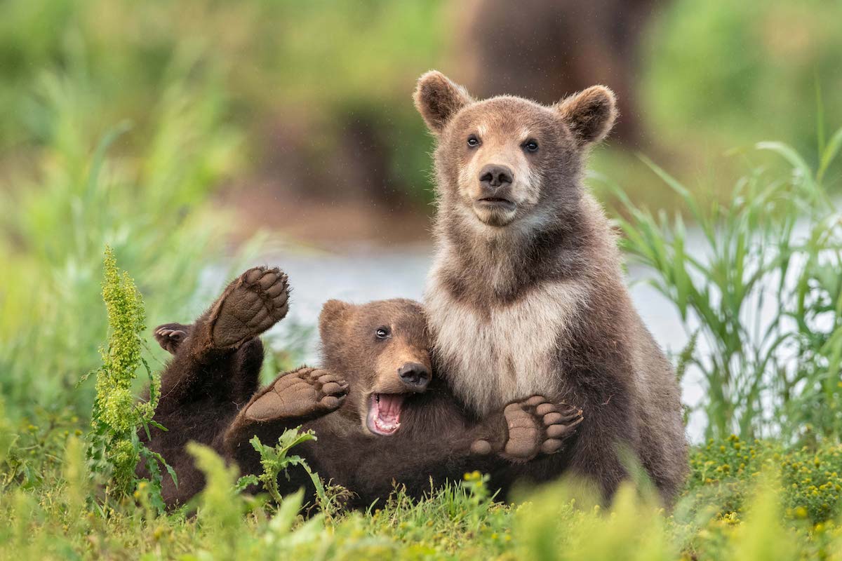 Need a Laugh? Check Out the Finalists of the 2020 Comedy Wildlife